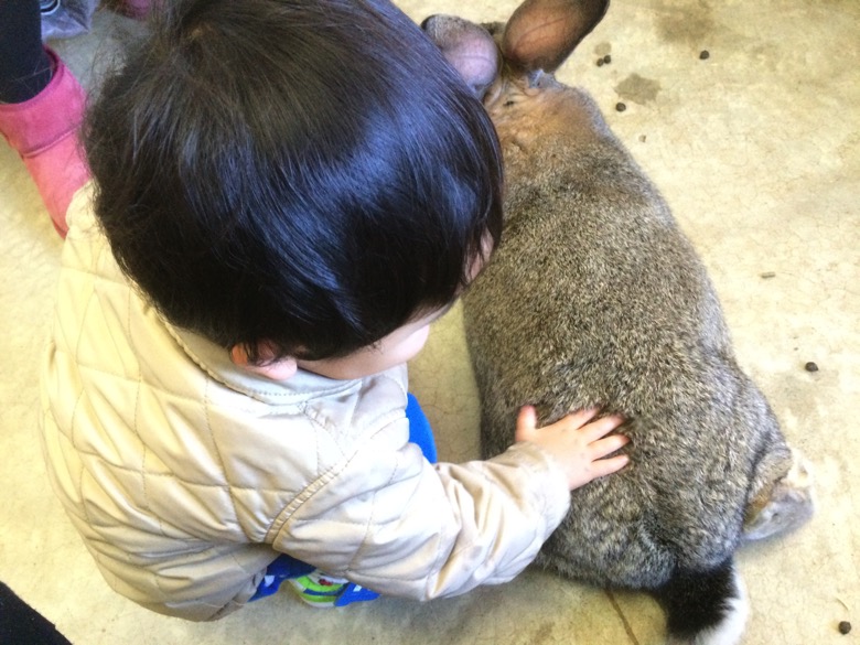 アロハガーデンたてやまのうさぎ