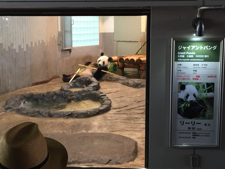 上野動物園のパンダ