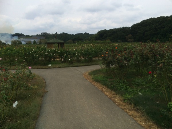 東京ドイツ村