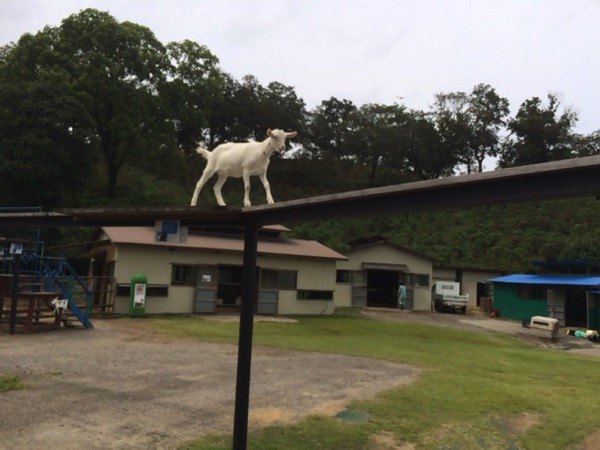 東京ドイツ村