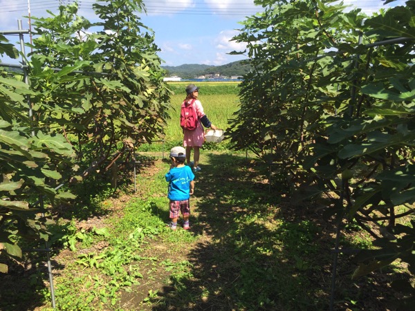 館山パイオニアファーム