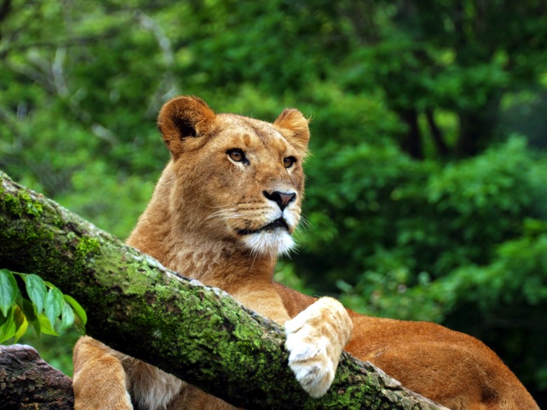 lion.jpg ライオンバス