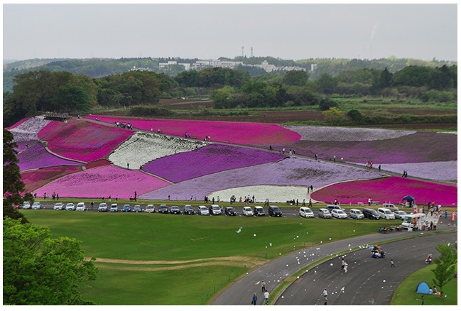 ドイツ村の芝桜