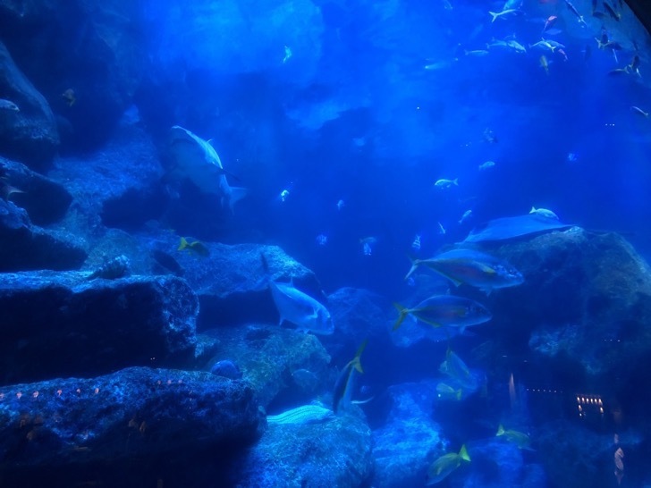 UNADJUSTEDNONRAW_thumb_1c472.jpg すみだ水族館の見どころ