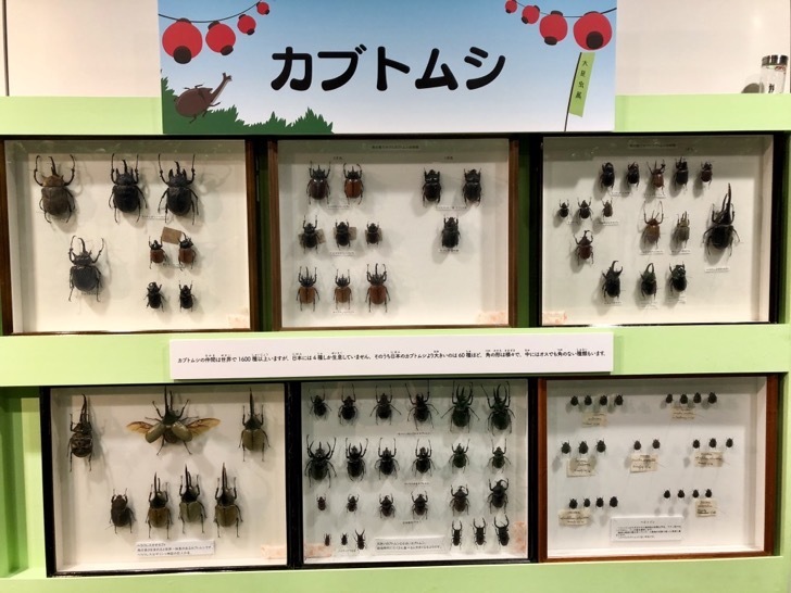 daikonchu-ten5.jpg 大昆虫展