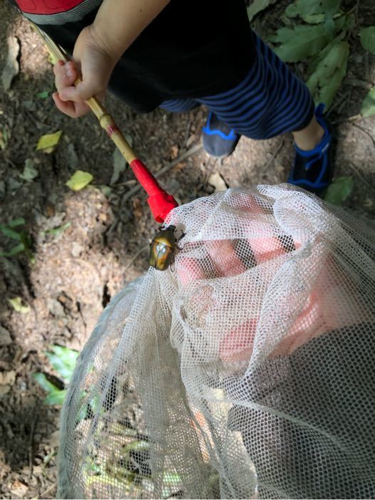 ぐんま昆虫の森の口コミ体験談！昆虫好きの子供がとびっきりの笑顔を見せる最高の遊び場